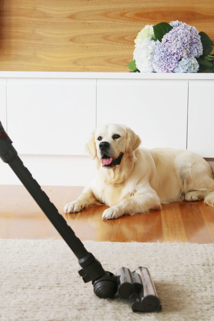Your Ultimate Guide for Cleaning with Pets