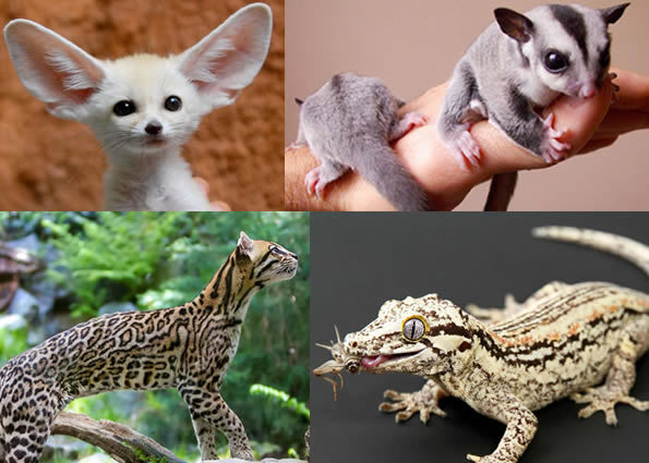 Image result for exotic pets