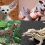 Reasons For Keeping Exotic Pets