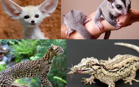 Image result for exotic pets